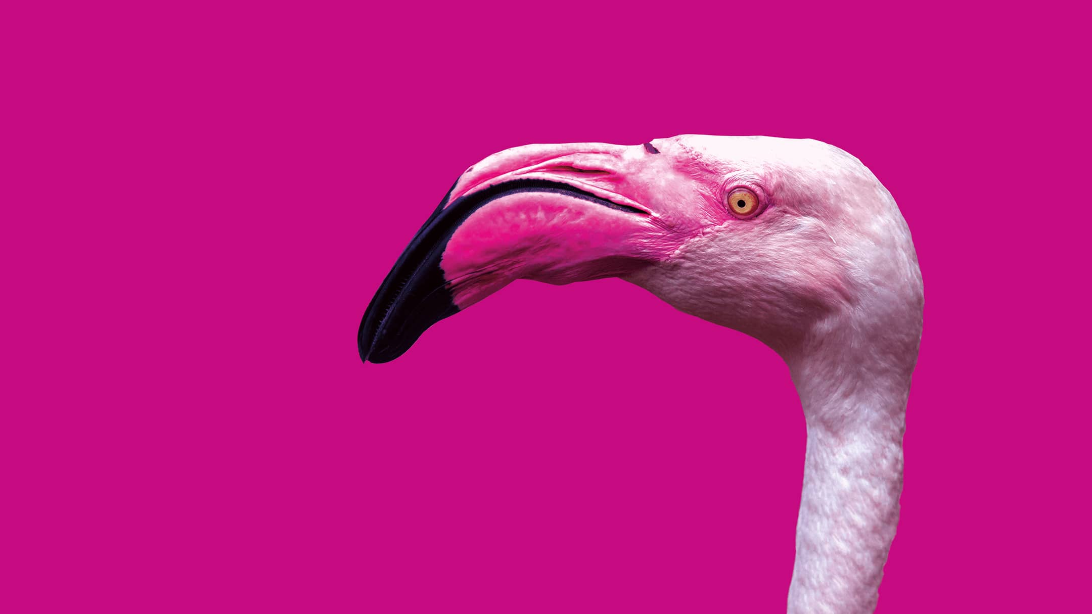 titelbild flamingo